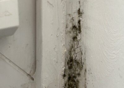 Ihr Sachverständiger und Gutachter für Schimmelpilze