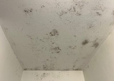 Ihr Sachverständiger und Gutachter für Schimmelpilze